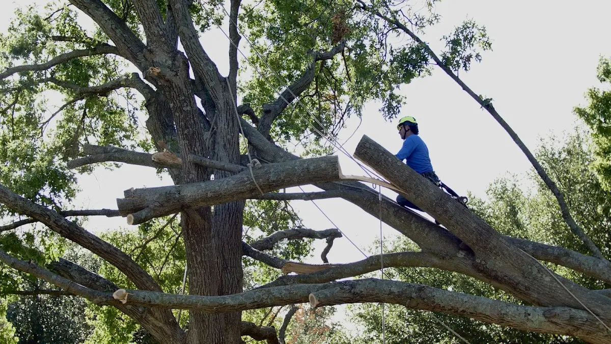 Professional Crown Thinning performed by certified arborists in Kingstree