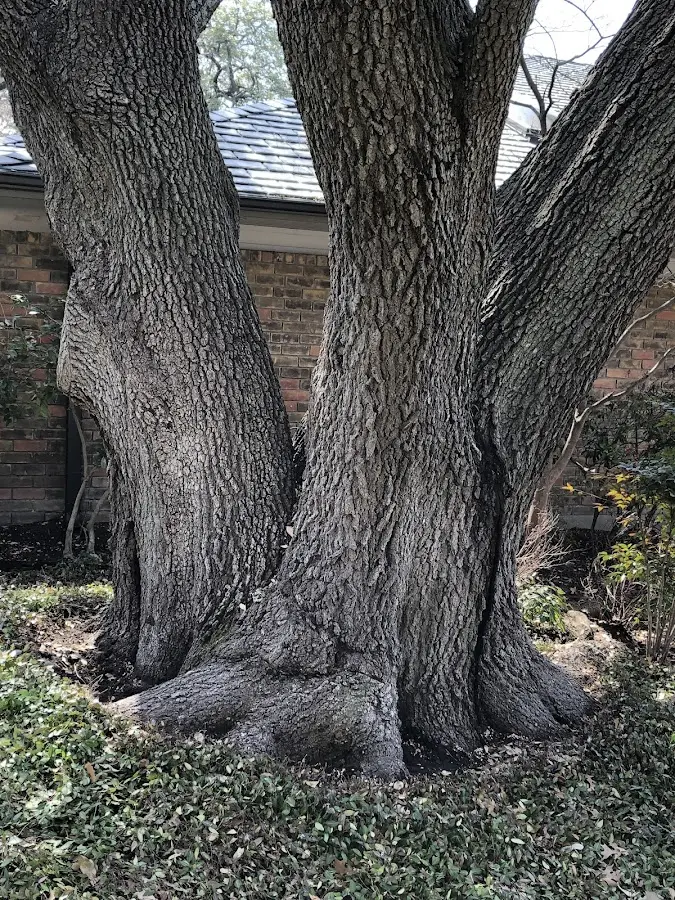 Mature heritage tree close to a Kingstree property cared for by certified arborists